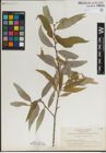 Foto von Salix laevigata Bebb